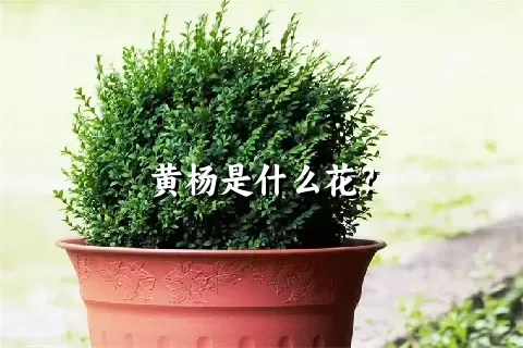 黄杨是什么花？