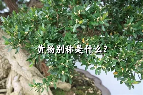 黄杨别称是什么？