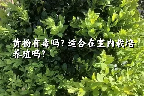 黄杨有毒吗？适合在室内栽培养殖吗？