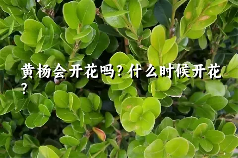 黄杨会开花吗？什么时候开花？