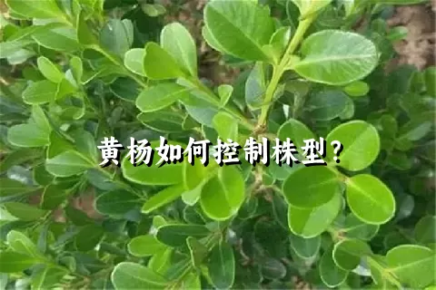 黄杨如何控制株型？