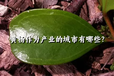 黄杨作为产业的城市有哪些？