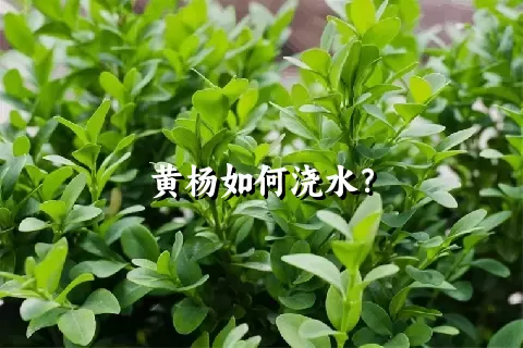 黄杨如何浇水？