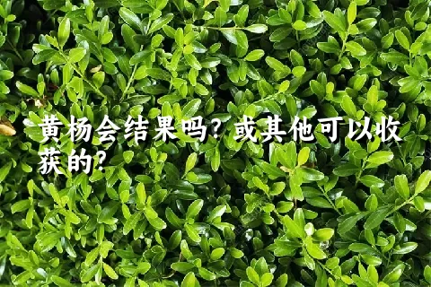 黄杨会结果吗？或其他可以收获的？