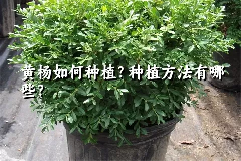 黄杨如何种植？种植方法有哪些？