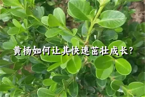 黄杨如何让其快速茁壮成长？