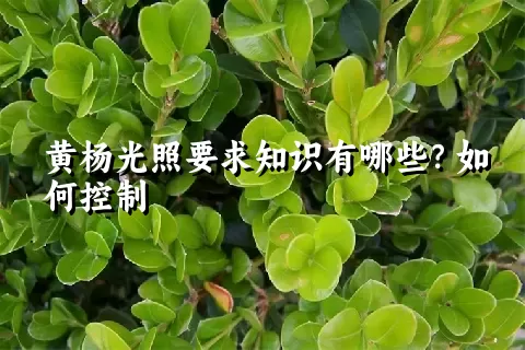 黄杨光照要求知识有哪些？如何控制