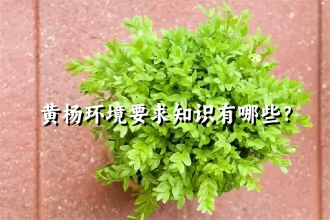 黄杨环境要求知识有哪些？