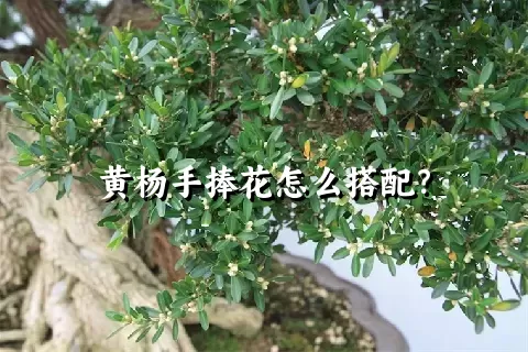 黄杨手捧花怎么搭配？