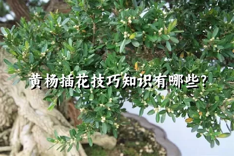 黄杨插花技巧知识有哪些？