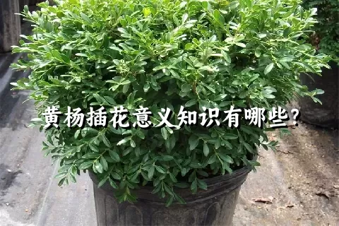 黄杨插花意义知识有哪些？