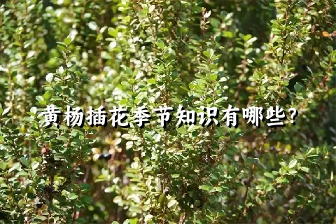 黄杨插花季节知识有哪些？