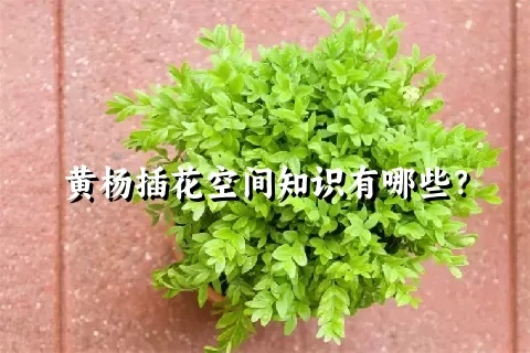 黄杨插花空间知识有哪些？