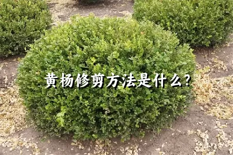 黄杨修剪方法是什么？