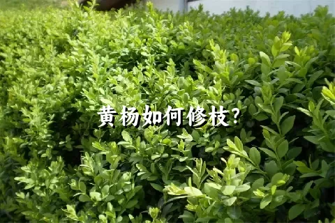 黄杨如何修枝？