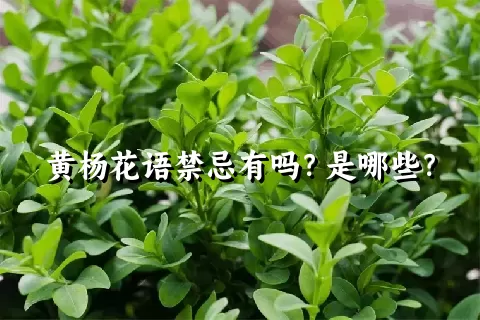 黄杨花语禁忌有吗？是哪些？