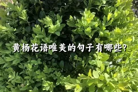 黄杨花语唯美的句子有哪些？