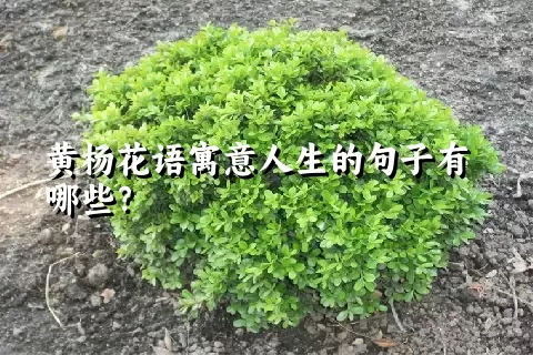 黄杨花语寓意人生的句子有哪些？