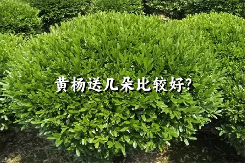 黄杨送几朵比较好？