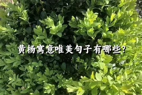 黄杨寓意唯美句子有哪些？