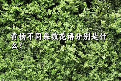 黄杨不同朵数花语分别是什么？