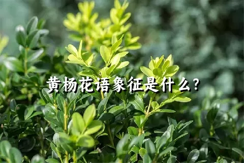 黄杨花语象征是什么？