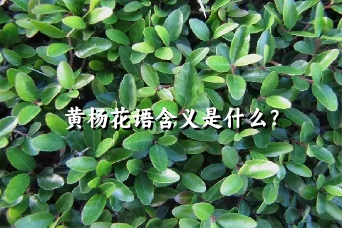 黄杨花语含义是什么？