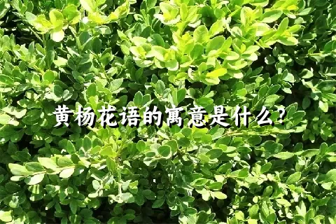 黄杨花语的寓意是什么？