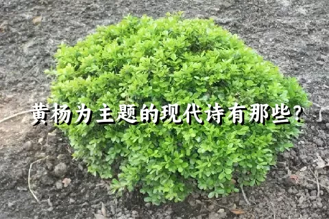 黄杨为主题的现代诗有那些？