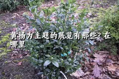 黄杨为主题的展览有那些？在哪里