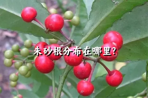 朱砂根分布在哪里?