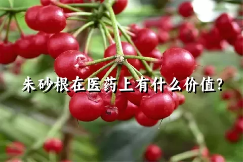 朱砂根在医药上有什么价值？