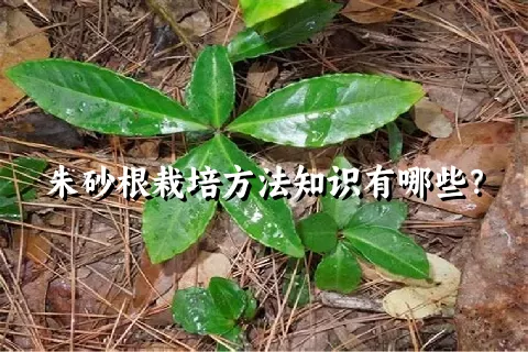 朱砂根栽培方法知识有哪些？