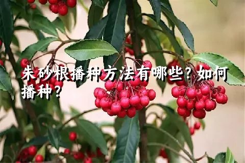 朱砂根播种方法有哪些？如何播种？