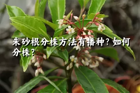 朱砂根分株方法有播种？如何分株？