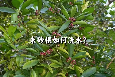 朱砂根如何浇水？