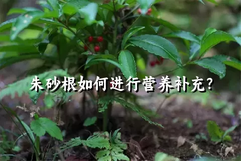 朱砂根如何进行营养补充？