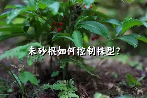 朱砂根如何控制株型？