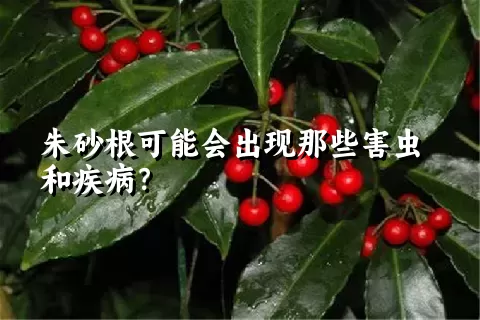 朱砂根可能会出现那些害虫和疾病？