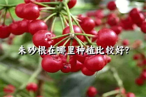 朱砂根在哪里种植比较好？