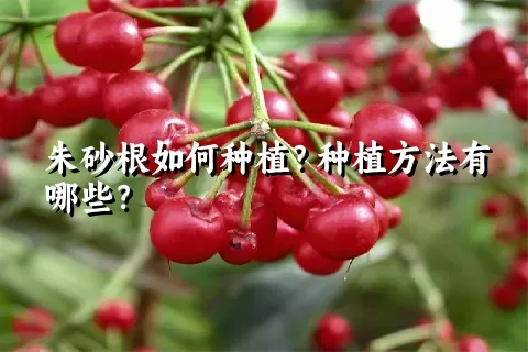 朱砂根如何种植？种植方法有哪些？