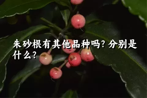 朱砂根有其他品种吗？分别是什么？