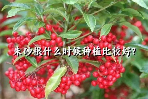 朱砂根什么时候种植比较好？