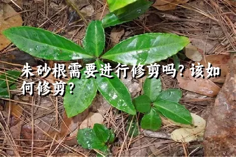 朱砂根需要进行修剪吗？该如何修剪？