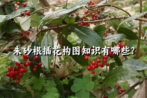 朱砂根插花构图知识有哪些？