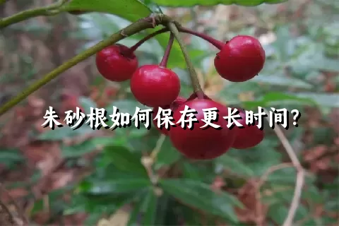 朱砂根如何保存更长时间？