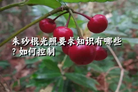 朱砂根光照要求知识有哪些？如何控制