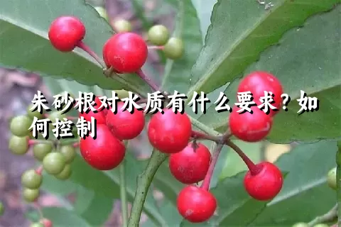 朱砂根对水质有什么要求？如何控制