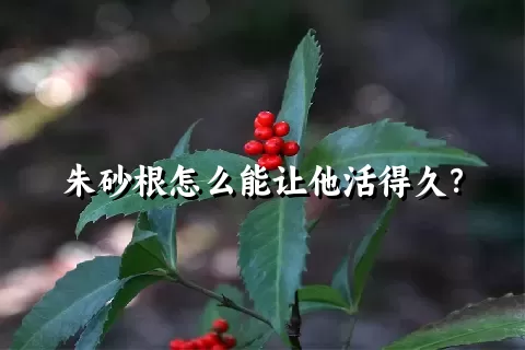 朱砂根怎么能让他活得久？