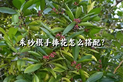 朱砂根手捧花怎么搭配？